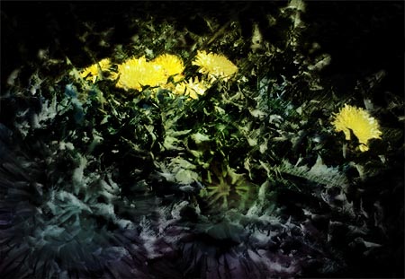 dandelion