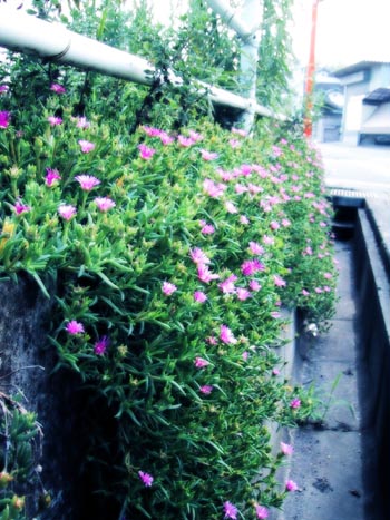 hana2.jpg (54185 ???)