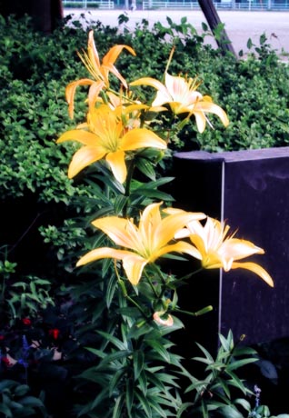 hana3.jpg (43217 ???)